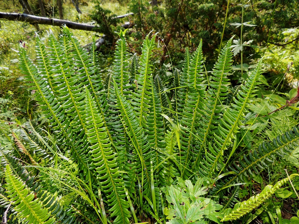 Polystichum lonchitis - suippohärkylän lehdet ovat ruotineen tavallisesti noin 15-40 cm pitkät ja malliltaan hyvin kapeanpuikeat. Lehden kärki on suipon terävä ja voi toisinaan olla, kuten kuvassa, kärjestään kaksihaarainen. 16.7.2013. Copyright Hannu Kämäräinen.