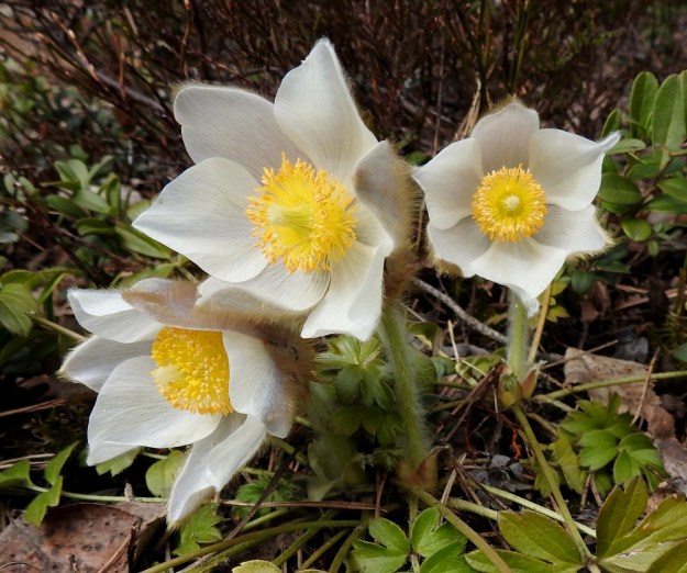 Pulsatilla vernalis - kangasvuokon varret ovat haarattomat ja tiheästi pitkä- ja valkokarvaiset. Kukkimisaikana kasvin korkeus kukkineen on noin 6-20 cm. EH, Hämeenlinna, Tuulos, Mäntynummi, 19.4.2020. Copyright Hannu Kämäräinen.