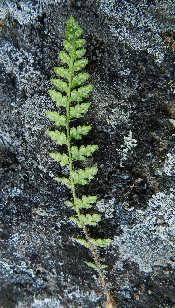 Woodsia alpina - tunturikiviyrtin lehtilapa on suikea, kapean vastapuikea tai lähes tasasoukka ja terävähkökärkinen sekä yleensä noin 3-10 cm pitkä ja leveimmältä kohtaa noin 0,7-2 cm leveä. Sivulehdykät ovat lehtilavan keskirangalla tiheämmin tai harvemmin ja vuoroittain tai vastakkain niin, että järjestys voi vaihdella samassakin lehdessä. Ks, Kuusamo, Juuma,  Ala-Juumajärven koillisrannalla olevan leirintäalueen ja Jyrävänjärvelle vievän Niskakosken välinen kallioseinämämuodostuma, joka nousee suoraan Ala-Juumajärvestä, länsipuolen seinämä, 9.7.2011. Copyright Hannu Kämäräinen.