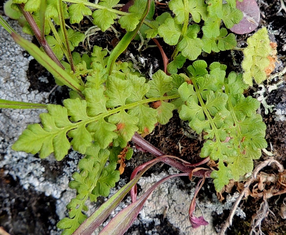 Woodsia glabella - kaljukiviyrtin lehdyköiden yläpinta ja lavan keskiranka ovat kaljut tai hyvin vähäkarvaiset. Suomuja ei ole ollenkaan. Ks, Kuusamo, Juuma, Ala-Juuma-järven koilliskulma, mm. Myllykoskelle ja Jyrävälle vievän polun alussa oleva, jyrkkä rantakallioseinämä, 13.7.2015. Copyright Hannu Kämäräinen.