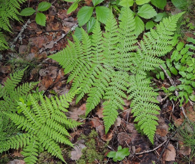 Diplazium sibiricum - taigamyyränportaan lehtilavan sivulehdykät ovat keskirangalla vastakkain tai vuoroittain. Ne ovat pitkäsuippuisen teräväkärkiset. Alin sivulehdykkäpari on yleensä enemmän tai vähemmän alaviistossa. Kn, Suomussalmi, Kiannanniemi, Vasonniemi, Kiantajärven Lautalahden rantaan loivasti laskeva metsänotkelma, luonnonsuojelualue, 12.7.2015. Copyright Hannu Kämäräinen.