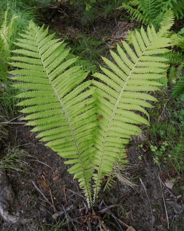 Matteuccia struthiopteris - kotkansiiven Itiöpesäkkeettömät lehdet ovat pehmeät, lähinnä vastapuikeat ja hyvin pitkältä matkalta kapenevatyviset sekä kärjestään lyhytsuippuiset. Pituutta niillä on tavallisesti noin 50-150 cm. Lapa on leveimmältä kohtaa yleensä noin 20-25 cm leveä mutta tyviosastaan vain noin 1-2 cm leveä. Se on kertaalleen parilehdykkäinen. Sivulehdykät ovat keskirangalla tiheästi vuoroittain tai kärki- ja tyviosassa myös vastakkain. EH, Hattula, Sattula, Lehijärven etelärannan lehtometsä, Lehijärventien varressa, 12.8.2011. Copyright Hannu Kämäräinen.