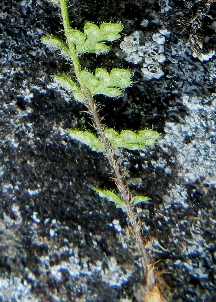 Woodsia alpina - tunturikiviyrtin lehtiruoti on yleensä noin 1/4-1/3 lehtilavan pituudesta. Se on ruskea ja karvainen sekä kapea- ja ruskehtavasuomuinen. Myös lehtilavan keskiranka on usein alaosastaan ruodin tavoin ruskea ja ikääntyessään tummuu ylempääkin. Ks, Kuusamo, Juuma,  Ala-Juumajärven koillisrannalla olevan leirintäalueen ja Jyrävänjärvelle vievän Niskakosken välinen kallioseinämämuodostuma, joka nousee suoraan Ala-Juumajärvestä, länsipuolen seinämä, 9.7.2011. Copyright Hannu Kämäräinen.