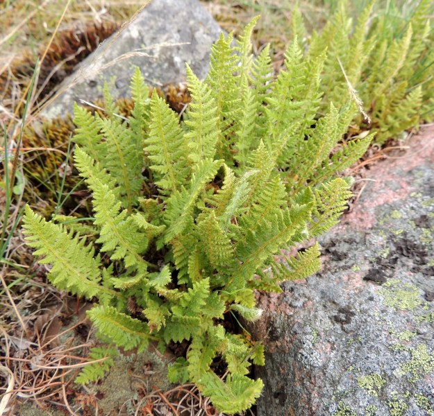 Woodsia ilvensis - karvakiviyrtin lehdet ovat vihreät ja toisinaan hyvin paahteisilla paikoilla vaaleanvihreät. A, Lemland, Järsö, Söderfjärdenin pitkän, kiemuraisen merenlahden pohjoispään ja Djupet-lammen välinen laakea kallioalue, 11.6.2014. Copyright Hannu Kämäräinen.