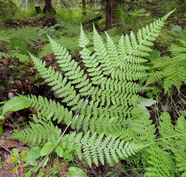 Diplazium sibiricum - taigamyyränportaan lehtilapa on molemmin puolin vihreä tai vaaleanvihreä ja kaksi tai kolme kertaa parilehdykkäinen. Kn, Suomussalmi, Kiannanniemi, Vasonniemi, Kiantajärven Lautalahden rantaan loivasti laskeva metsänotkelma, luonnonsuojelualue, 12.7.2015. Copyright Hannu Kämäräinen.