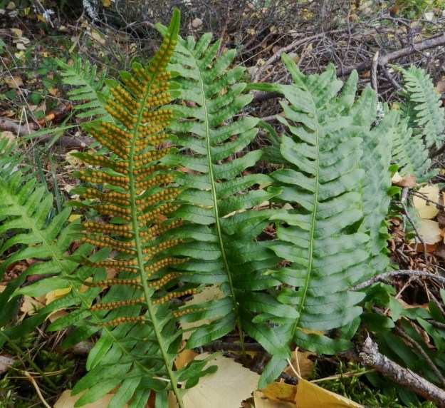 Polypodium vulgare - pohjankallioimarteen lehdet ovat tavallisesti noin 15-35 cm pitkiä. Lehtilapa on pitkän ja kapean kolmiomainen tai kapeanpuikea ja suippokärkinen sekä kertaalleen pariosainen tai harvemmin pariliuskainen. EH, Hämeenlinna, Luhtiala, Aulangonjärven kaakkoispään koillispuoli, Käärmekallio, luonnonsuojelualue, 4.9.2011. Copyright Hannu Kämäräinen.