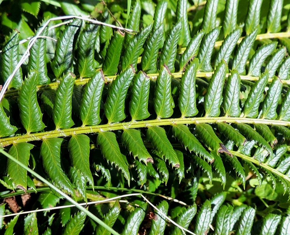 Polystichum lonchitis - suippohärkylän sivulehdykät ovat nahkeat, teräväkärkiset ja tyveltään epämukaiset sekä laidoiltaan tiheästi otakärkisen terävähampaiset. Niiden tyven alalaita on viisto tai pyöreähkö ja ylälaita lehtilavan keskirangan suuntaisesti suora muodostaen lehdykän tyvelle muita isomman, liuskamaisen hampaan. Lehden leveimmällä kohtaa sivulehdykät ovat kapeanpuikeat ja noin 17-24 mm pitkät sekä noin 4-8 mm leveät. 16.7.2013. Copyright Hannu Kämäräinen.