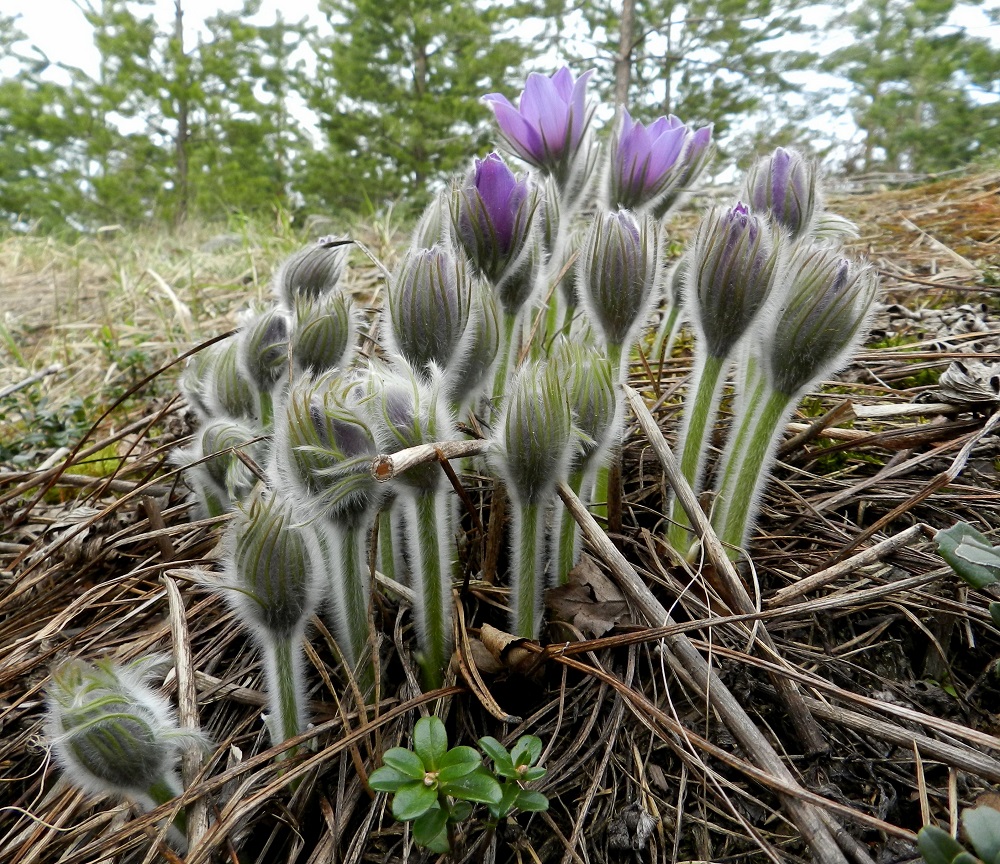 Pulsatilla patens - hämeenkylmänkukan nuppu kehittyy pitkäkarvaisten varsilehtien suojassa. Avautuessaan kukka on perätön. EH, Janakkala, Vuortenkylä, 6.5.2012. Copyright Hannu Kämäräinen.