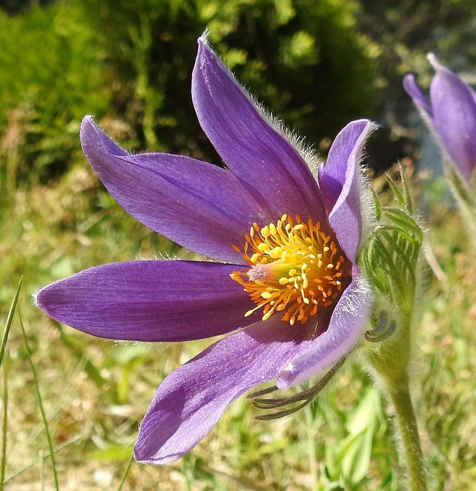 Pulsatilla vulgaris subsp. vulgaris - lännenkylmänkukan kukka on avoimimmillaan läpimitaltaan noin 55-70 mm. Kehälehdet ovat tavallisesti noin 25-40 mm pitkät. Keltaisia heteitä on runsaasti ja myös emejä on monta. Varsinaiset terälehdet ovat muuntuneet pieniksi, hedetukun juurella oleviksi mesilehdiksi. 19.5.2018. Copyright Hannu Kämäräinen.