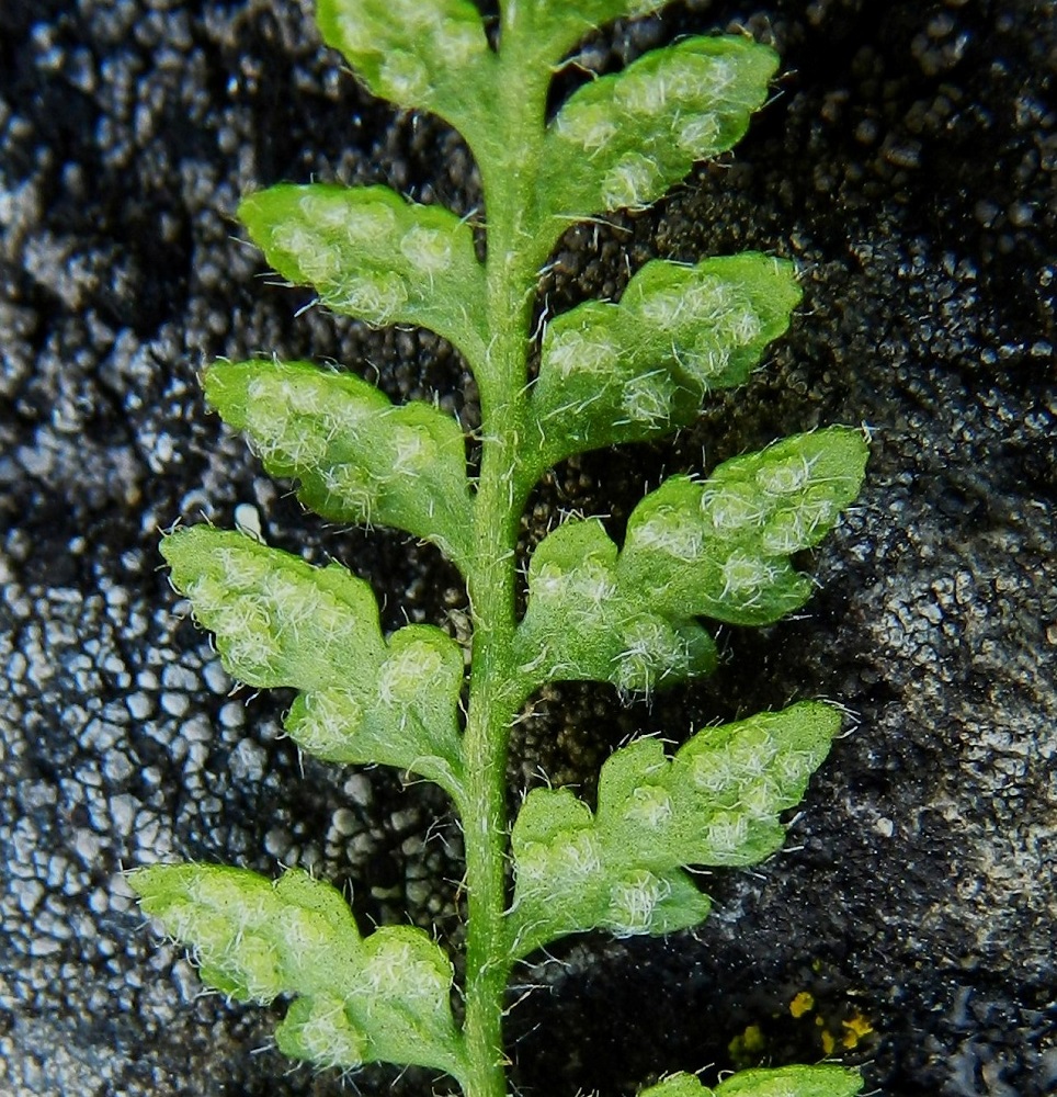 Woodsia alpina - tunturikiviyrtin lehtilavan keskiranka ja sivulehdyköiden alapuoli ovat karvaiset ja niukahkosti kapeasuomuiset. Itiöpesäkeryhmät sijaitsevat sivulehdyköiden alapinnalla, sivuliuskoissa. Lisäksi lehdykän kärkiosassa ne ovat kahtena rivinä. Itiöpesäkeryhmä on pyöreä ja halkaisijaltaan enintään noin 1 mm. Sitä suojaava katesuomu on jakautunut pesäkeryhmää ympäröiväksi suomukarvariviksi, jossa karvat ovat taipuneet kähäräksi sykeröksi pesäkeryhmän päälle. Ks, Kuusamo, Juuma,  Ala-Juumajärven koillisrannalla olevan leirintäalueen ja Jyrävänjärvelle vievän Niskakosken välinen kallioseinämämuodostuma, joka nousee suoraan Ala-Juumajärvestä, länsipuolen seinämä, 9.7.2011. Copyright Hannu Kämäräinen.