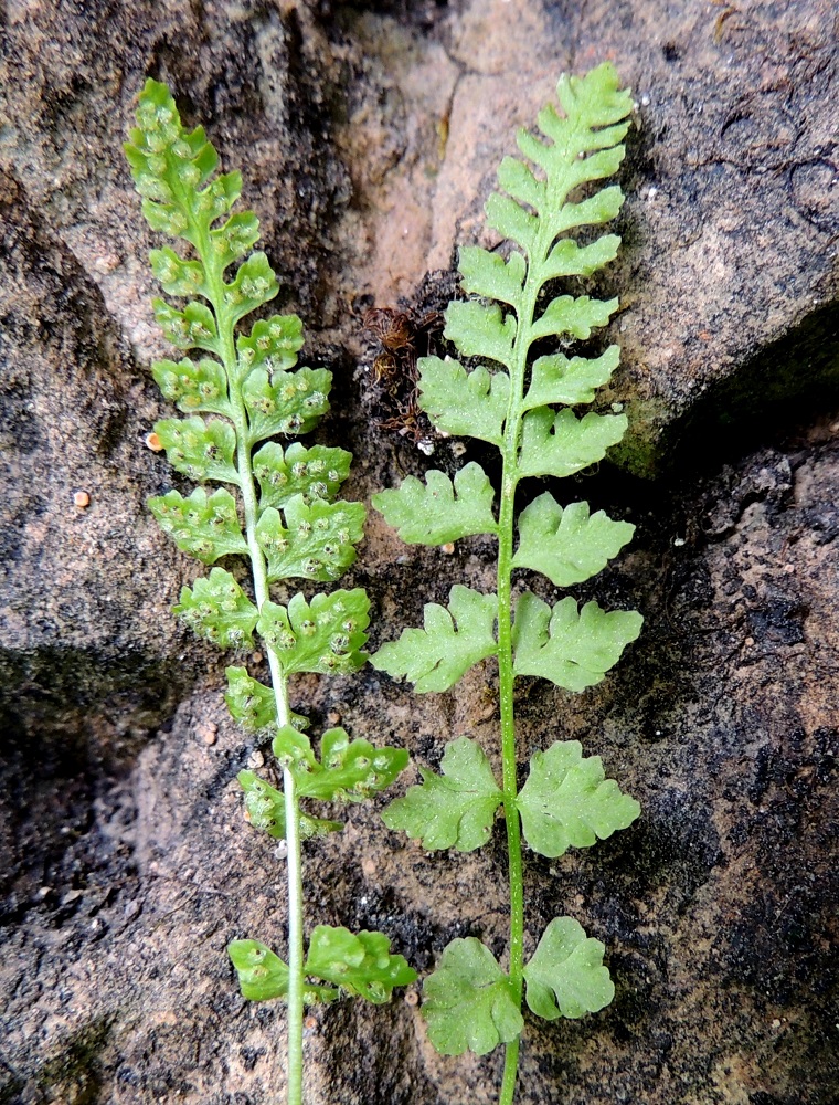 Woodsia glabella - kaljukiviyrtin lehtilapa on suikea, kapean vastapuikea tai lähes tasasoukka ja yleensä noin 2,5-10 cm pitkä sekä leveimmältä kohtaa noin 0,7-1,8 cm leveä. Sivulehdykät ovat keskirangalla tiheämmin tai harvemmin ja vuoroittain tai vastakkain niin, että järjestys voi vaihdella samassakin lehdessä. Ks, Kuusamo, Juuma, Lammasvuoma, rotkolaakson seinämärinne hieman Oulangan kansallispuiston luoteispuolella, 13.7.2015. Copyright Hannu Kämäräinen.