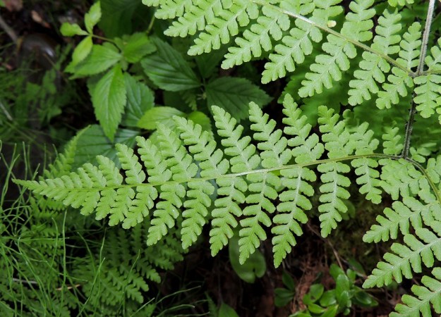 Diplazium sibiricum - taigamyyränportaan lehtilavan sivulehdyköiden pikkulehdykät ovat päältä kaljut, päästään terävät tai tylpät ja parijakoiset tai ainakin alemmissa sivulehdyköissä kuvan tavoin tyvelle asti parilehdykkäiset. Alempien sivulehdyköiden tyvipuolen pikkulehdykät ovat yleensä noin 20-40 mm pitkät ja noin 7-15 mm leveät. Kn, Suomussalmi, Kiannanniemi, Vasonniemi, Kiantajärven Lautalahden rantaan loivasti laskeva metsänotkelma, luonnonsuojelualue, 12.7.2015. Copyright Hannu Kämäräinen.