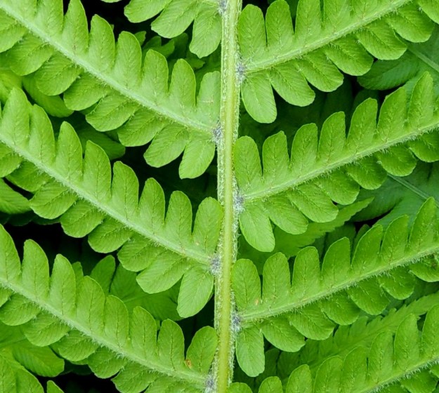 Matteuccia struthiopteris - kotkansiiven Itiöpesäkkeettömien lehtien keskiranka on vaalean- tai kellanvihreä ja erityisesti alapuoleltaan tiheän vaaleakarvainen. Myös sivulehdykät ovat alapuoleltaan lyhytkarvaiset. Tiheintä karvoitus on lehdykän keskirangassa. EH, Hämeenlinna, Loimalahti, Kuokkamaa, avoin sähkölinjakaista Myllyojan puron länsirannalla, 25.6.2014. Copyright Hannu Kämäräinen.