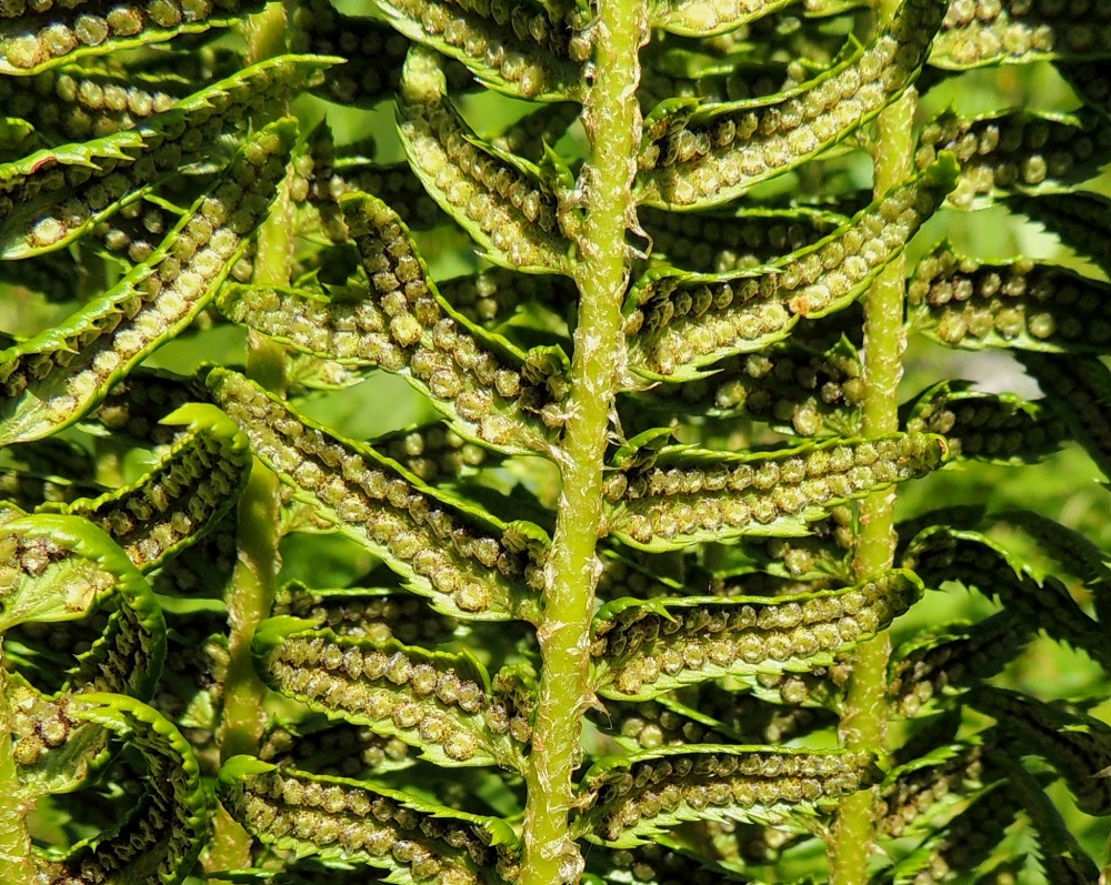 Polystichum lonchitis - suippohärkylän sivulehdyköiden laidat ovat ainakin itiöpesäkeryhmien kasvaessa alaspäin kääntyneet. Alkuvaiheessaan kellanvihreät Itiöpesäkeryhmät sijaitsevat kahdessa, tiheässä rivissä sivulehdyköiden alapinnalla. 16.7.2013. Copyright Hannu Kämäräinen.