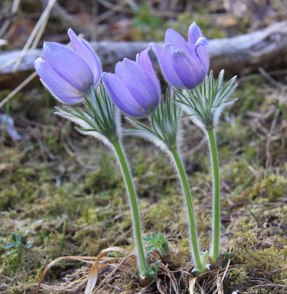 Pulsatilla patens - hämeenkylmänkukan varret ja varsilehdet ovat valkoisen pitkäkarvaisia. Myös kehälehtien ulkopinta on valkokarvainen. Kukinnan loppuvaiheeseen mennessä kukkaperä on kasvattanut pituuttaan noin 5 cm:iin. Varsilehdet ovat noin 2-5 cm pitkät ja tyvestään yhdiskasvuiset. Ne ovat pitkästi kapealiuskaiset ja kiertävät vartta yhtenäisenä kiehkurana. Liuskat ovat vihreät ja haaromattomat. EH, Hämeenlinna, Tuulos, Mäntynummi, 9.5.2011. Copyright Hannu Kämäräinen.