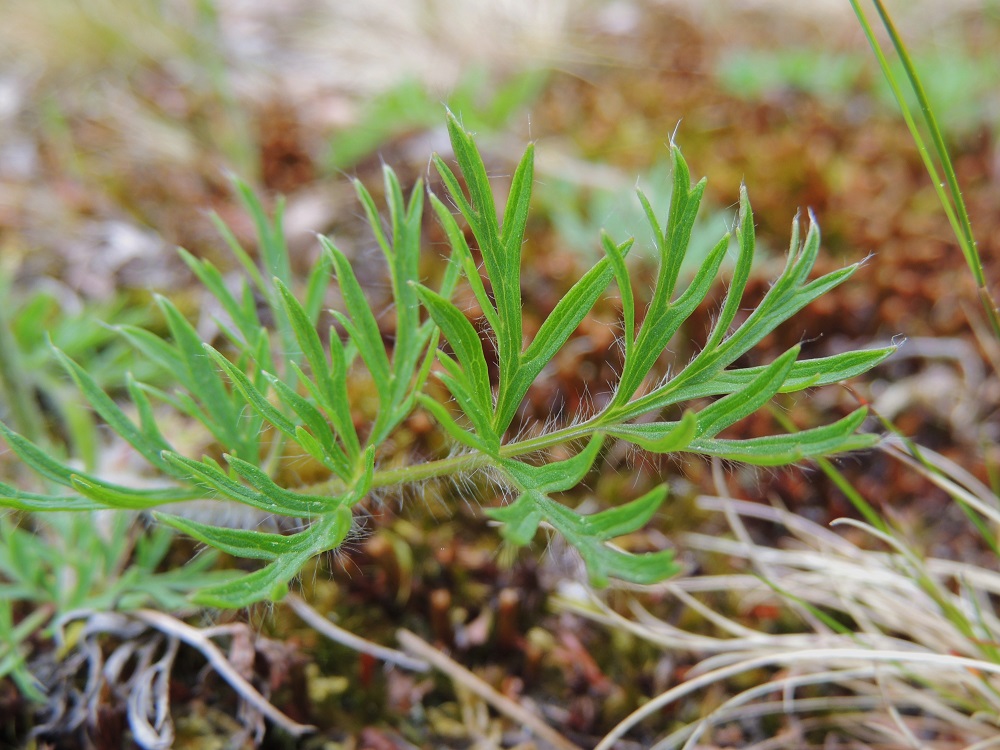 Pulsatilla pratensis - ahokylmänkukan aluslehdet ovat pitkä- ja valkokarvaiset. Lehtiliuskat ovat tavallisesti noin 1-2 mm leveitä. 26.5.2013. Copyright Hannu Kämäräinen.