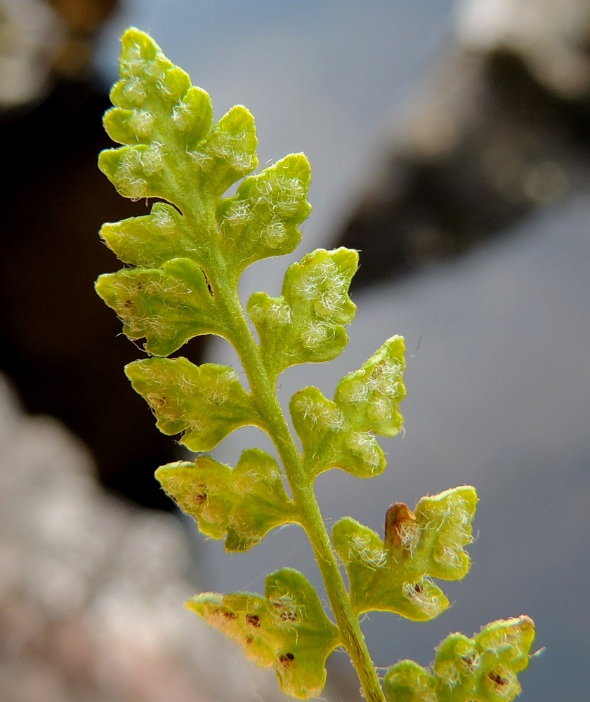 Woodsia glabella - kaljukiviyrtin sivulehdykät ovat alapuolelta muuten kaljuhkot, mutta kehittyviä itiöpesäkeryhmiä suojaavat katesuomut ovat jakautuneet pesäkeryhmiä ympäröiviksi suomukarvariveiksi, joissa karvat ovat taipuneet pesäkeryhmien päälle. Ks, Kuusamo, Juuma, Ala-Juuma-järven koilliskulma, mm. Myllykoskelle ja Jyrävälle vievän polun alussa oleva, jyrkkä rantakallioseinämä, 13.7.2015. Copyright Hannu Kämäräinen.