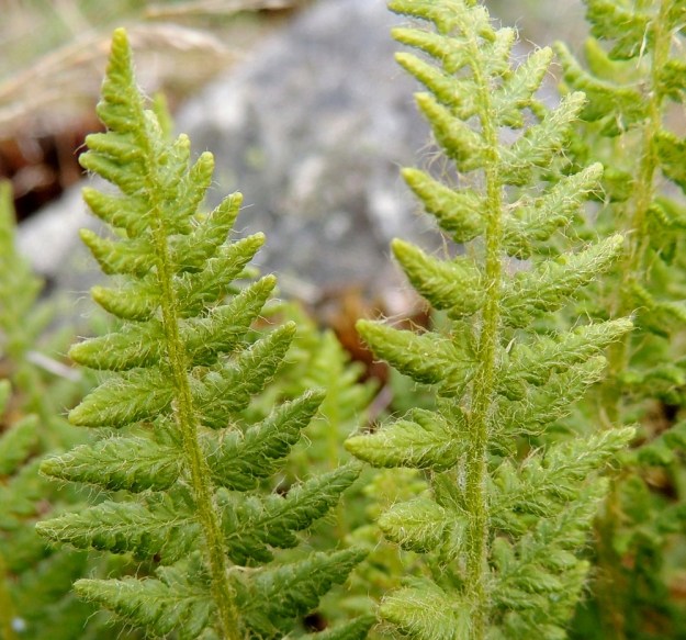 Woodsia ilvensis - karvakiviyrtin lehtilavan keskiranka ja sivulehdykät myös päältä ovat karvaiset ja kapean vaaleasuomuiset. A, Lemland, Järsö, Söderfjärdenin pitkän, kiemuraisen merenlahden pohjoispään ja Djupet-lammen välinen laakea kallioalue, 11.6.2014. Copyright Hannu Kämäräinen.