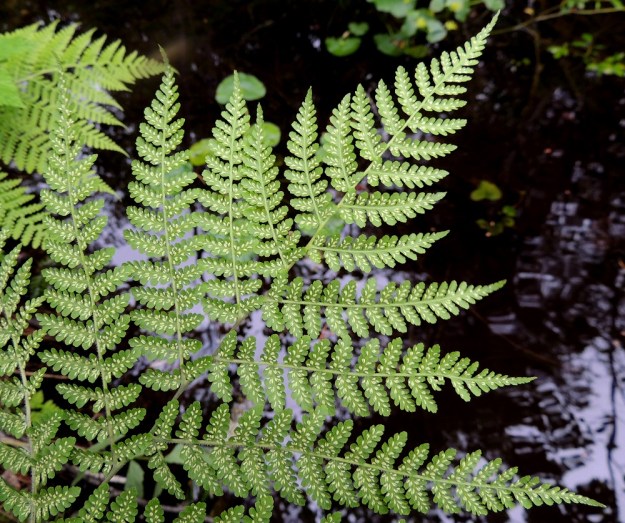Diplazium sibiricum - taigamyyränportaan itiöpesäkeryhmät ovat alkuvaiheessa kellertävät, mutta muuttuvat kypsyessään tummiksi. Itiöiden kypsymisaika on heinä-elokuu. Kn, Suomussalmi, Kiannanniemi, Vasonniemi, Kiantajärven Lautalahden rantaan loivasti laskeva metsänotkelma, luonnonsuojelualue, 12.7.2015. Copyright Hannu Kämäräinen.