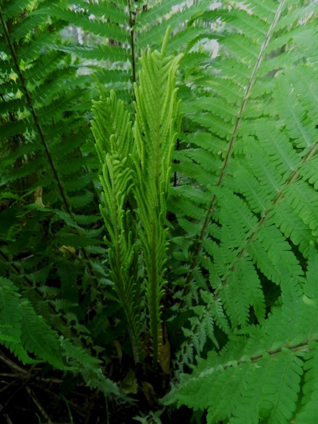 Matteuccia struthiopteris - kotkansiiven itiöpesäkkeelliset lehdet ovat kokonaan toisenlaiset kuin itiöpesäkkeettömät lehdet. Ne ovat pystyt, jäykät ja tiheästi kapean ja yläviiston parilehdykkäiset sekä yli keskikesään saakka vielä vihreät. EH, Hattula, Sattula, Lehijärven etelärannan lehtometsä, Lehijärventien varressa, 4.8.2011. Copyright Hannu Kämäräinen.
