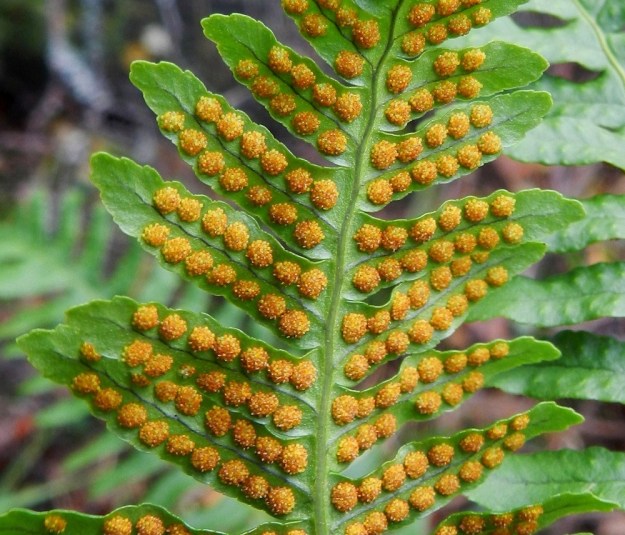 Polypodium vulgare - pohjankallioimarteen sivulehdykät ovat ehytlaitaiset tai kuten kuvassa, laidoiltaan matalanyhäiset ja molemmin puolin kaljut. Itiöpesäkeryhmät sijaitsevat kahdessa, tiheässä rivissä sivulehdyköiden alapinnalla, keskisuonen kahta puolen. Ne ovat pyöreitä, itiöidessään kellanruskeita ja halkaisijaltaan noin 1-2 mm vaiheesta riippuen. Niistä puuttuu kokonaan katesuomu. EH, Hämeenlinna, Luhtiala, Aulangonjärven kaakkoispään koillispuoli, Käärmekallio, luonnonsuojelualue, 4.9.2011. Copyright Hannu Kämäräinen.