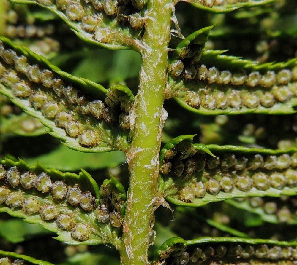 Polystichum lonchitis - suippohärkylän itiöpesäkeryhmät ovat kahdessa rivissä myös lehdykän tyven isossa, liuskamaisessa hampaassa. Itiöpesäkeryhmä on pyöreä ja halkaisijaltaan noin 1,5 mm. Sitä suojaava katesuomu on kilpimäinen ja pyöreä tai munuaismainen. Lehtilavan keskiranka on vaalean- tai kellanvihreä ja ainakin nuorena tiheähkösti hyvin vaaleasuomuinen. 16.7.2013. Copyright Hannu Kämäräinen.