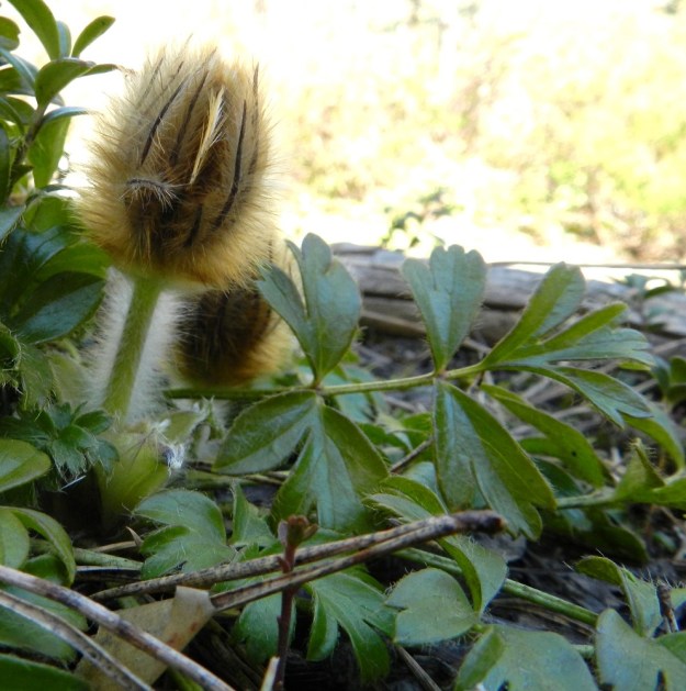 Pulsatilla vernalis - kangasvuokon nuppuiset kukat kehittyvät varsilehtikiehkuran sisällä, Nupun ympärillä olevat varsilehdet ovat noin 1-3,5 cm pitkiä ja tyvestään yhdiskasvuisia ja kärkiosastaan pitkästi kapealiuskaisia. Liuskat ovat haarattomia, ruskeita tai sinipunertavia ja yleensä kelta- tai ruskehtava-karvaisia. EH, Hämeenlinna, Tuulos, Mäntynummi, 13.5.2012. Copyright Hannu Kämäräinen.