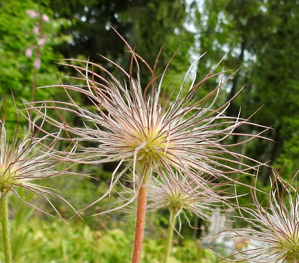 Pulsatilla vulgaris subsp. vulgaris - lännenkylmänkukan pähkylöiden noin 2-5 cm pitkistä, karvaisista odista muodostuu hedelmävaiheessa laaja "kuontalo". 10.6.2018. Copyright Hannu Kämäräinen.