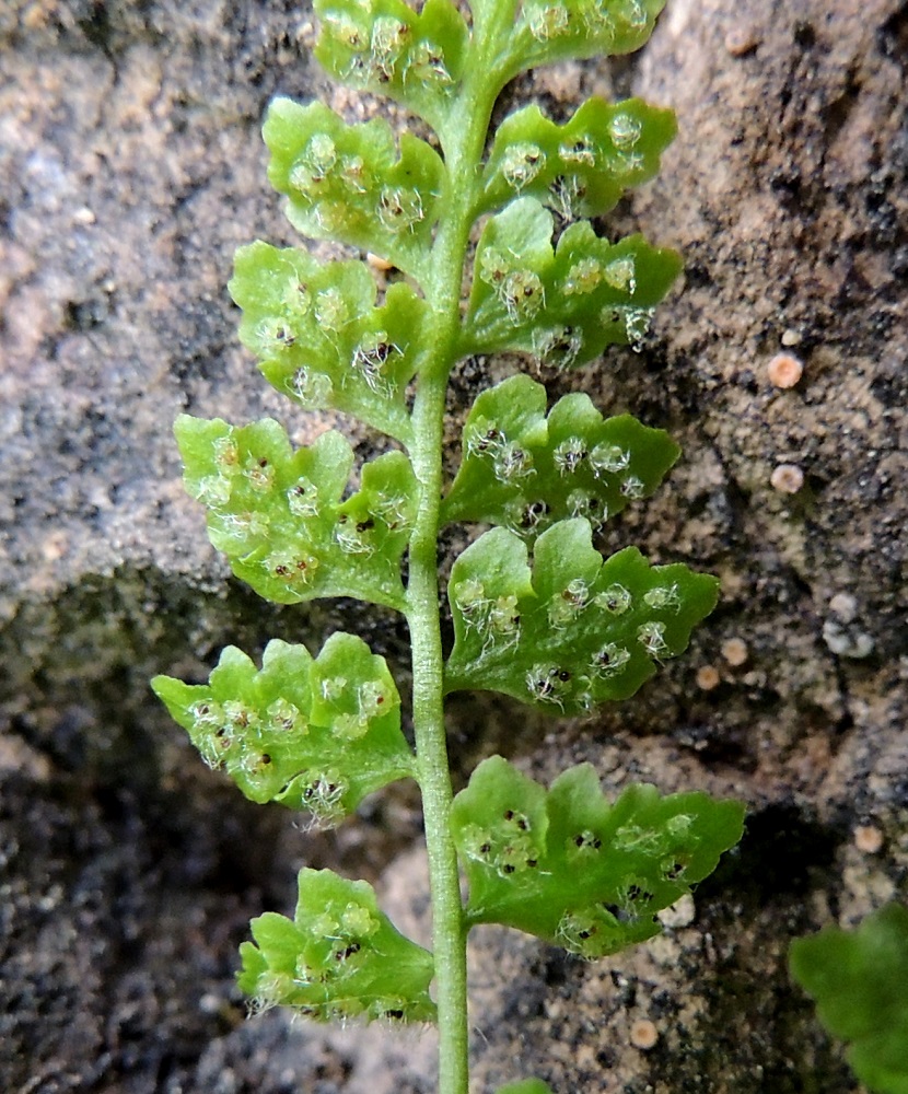 Woodsia glabella - kaljukiviyrtin itiöpesäkeryhmät sijaitsevat lehdyköiden sivuliuskoissa tai niiden kohdalla keskisuonen kahta puolen. Itiöpesäkeryhmä on pyöreä ja halkaisijaltaan enintään noin 1 mm. Se on aluksi väriltään kellertävän vaalea. Ks, Kuusamo, Juuma, Lammasvuoma, rotkolaakson seinämärinne hieman Oulangan kansallispuiston luoteispuolella, 13.7.2015. Copyright Hannu Kämäräinen.