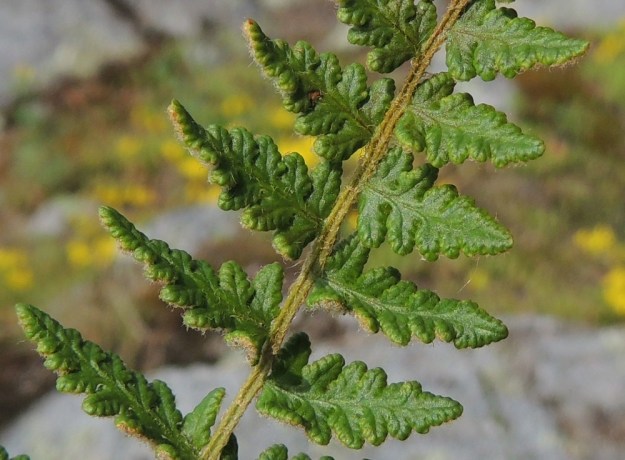 Woodsia ilvensis - karvakiviyrtin sivulehdykät kaljuuntuvat päältä jossain määrin ikääntyessään. Lehdykät ovat kapeanpuikeat tai kapean kolmiomaiset ja pariliuskaiset. Liuskapareja on yleensä 4-8. Sivuliuskat ovat pyöreäpäiset ja lavan sekä lehdykän tyvipuolella usein noin 3-5 mm pitkät ja noin 1-3 mm leveät. Ne ovat laidoiltaan ehyet, nyhäiset tai hieman hampaiset ja laidoiltaan alaspäin kääntyneet. EH, Hattula, Lahdentaka, Vanajaniemi, Vohlion kallioniemeke Vanajaveden Vanajanselän rannassa, 25.6.2016. Copyright Hannu Kämäräinen.