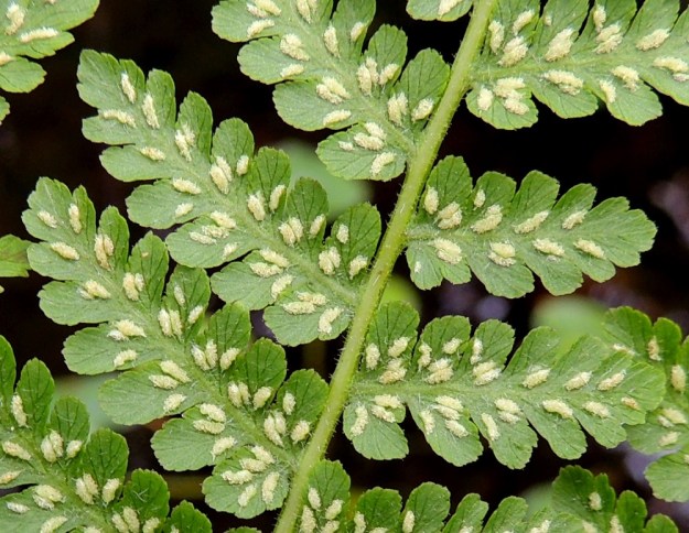 Diplazium sibiricum - taigamyyränportaan itiöpesäkeryhmät sijaitsevat pikkulehdyköiden sivuliuskoissa. Itiöpesäkeryhmä on lähinnä soikea ja noin 1-1,5 mm pitkä. Sitä suojaava katesuomu on ohut ja kapea. Toisinaan se puuttuu kokonaan. Pikkulehdykät ovat alta kaljuhkot tai karvaiset. Sivulehdykän keskiranka on lyhytkarvainen. Kn, Suomussalmi, Kiannanniemi, Vasonniemi, Kiantajärven Lautalahden rantaan loivasti laskeva metsänotkelma, luonnonsuojelualue, 12.7.2015. Copyright Hannu Kämäräinen.