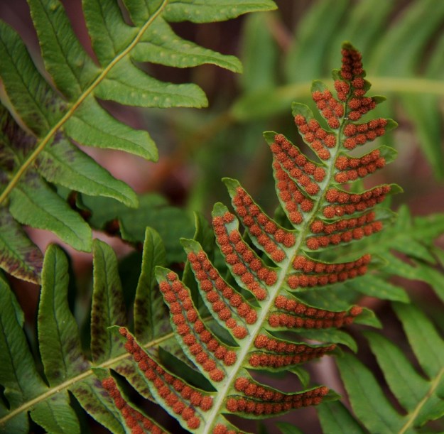 Polypodium vulgare - pohjankallioimarteen lehdet talvehtivat elinvoimaisina ja hoitavat kevätkauden yhteyttämisen. On suorastaan hämmästyttävää, kuinka hyväkuntoisilta ja aivan kuin uuteen itiöpölytykseen valmiilta myös itiöpesäkeryhmät näyttävät. EH, Hämeenlinna, Luhtiala, Aulangonjärven kaakkoispään koillispuoli, Käärmekallio, luonnonsuojelualue, 1.5.2011. Copyright Hannu Kämäräinen.