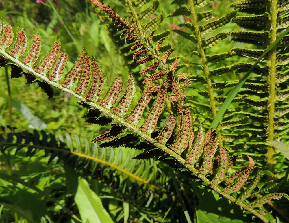 Polystichum lonchitis - suippohärkylän itiöpesäkeryhmät muuttuvat kypsyessään ruskeiksi. 16.7.2013. Copyright Hannu Kämäräinen.
