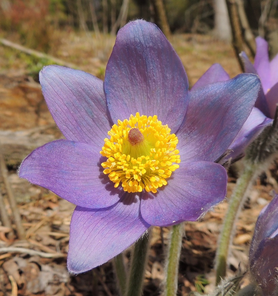 Pulsatilla patens - hämeenkylmänkukan kehälehdet ovat kahtena kolmen lehden sisäkkäisenä kiehkurana. Pituutta kehälehdillä on tavallisesti noin 25-40 mm. Keltaisia heteitä on runsaasti ja myös emejä on monta. EH, Hämeenlinna, Tuulos, Mäntynummi, 3.5.2015. Copyright Hannu Kämäräinen.
