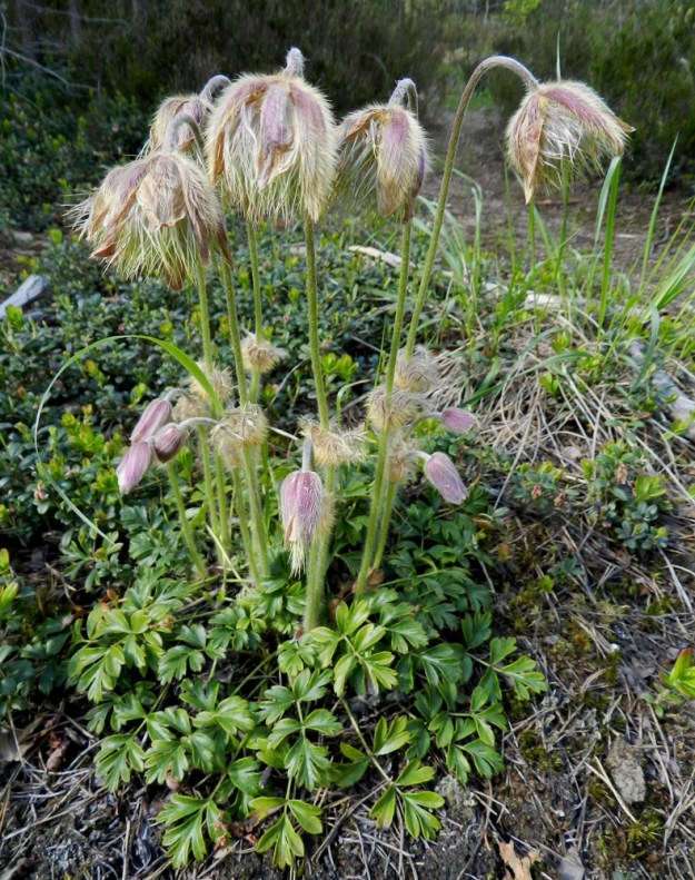 Pulsatilla vernalis - kangasvuokon kukkavarret pitenevät hedelmävaiheessa huomattavasti. Kukkaperälläkin voi olla pituutta jopa 30 cm. Vielä tässäkin vaiheessa tyvellä näkyvät lehdet ovat edellisen vuoden talvehtinutta tuotantoa. EH, Hämeenlinna, Tuulos, Mäntynummi, 7.6.2012. Copyright Hannu Kämäräinen.