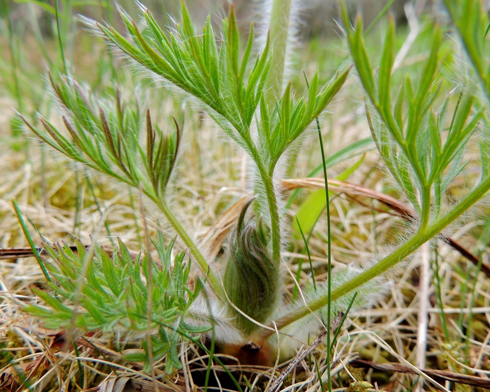 Pulsatilla vulgaris subsp. vulgaris - lännenkylmänkukan aluslehdet kasvavat kukintavaiheessa ja kehittyvät täyteen mittaansa kesän kuluessa. Lehtiruoti on yleensä noin 5-20 cm pitkä. Lehtilapa on jopa 10 cm pitkä ja noin pituutensa levyinen. Niin ruoti kuin lapakin ovat pitkä- ja valkokarvaisia. 18.5.2013. Copyright Hannu Kämäräinen.