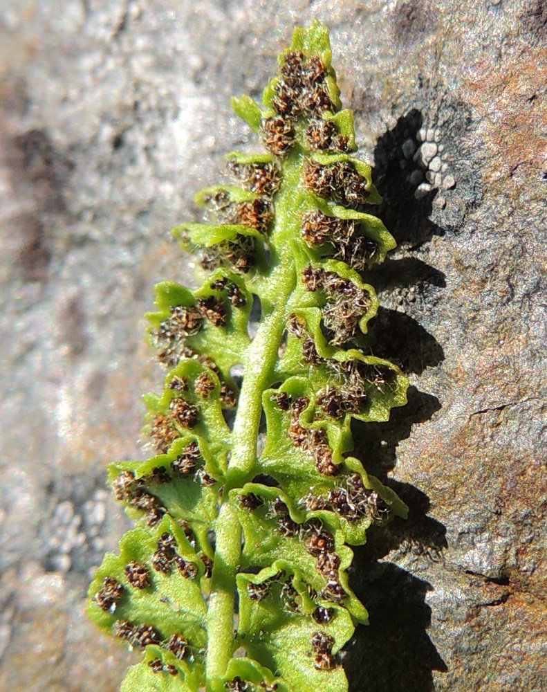 Woodsia glabella - kaljukiviyrtin lehdyköiden laidat ovat kuvan lehdessä jopa suojaavan voimakkaasti alaspäin kääntyneet. Johtuneeko tämä aurinkoisesta kasvupaikasta. EnL, Enontekiö, Kilpisjärvi, Saanan lounaisrinne, ensimmäinen, matala pahtaseinämä tunturikoivikkorinteessä, retkeilykeskuksen kohdalla, luonnonsuojelualue, 600 m mpy, 17.7.2013. Copyright Hannu Kämäräinen.