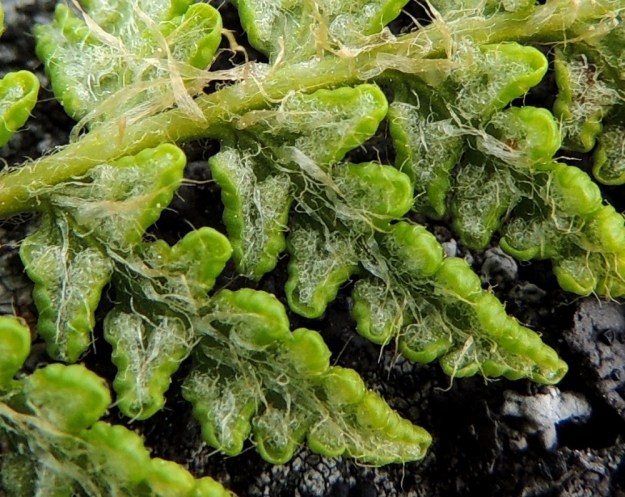 Woodsia ilvensis - karvakiviyrtin lehtilavan keskirangan ja sivulehdyköiden alapinnan suomut ovat kapeita ja yleensä noin 2-4 mm pitkiä. Lehdyköiden sivuliuskojen alapinnalla olevat itiöpesäkeryhmät ovat aluksi osittain alaspäin kiertyneiden laitojen suojassa. Itiöpesäkeryhmän katesuomu on jakautunut pesäkeryhmää ympäröiväksi suomukarvariviksi, jossa karvat ovat taipuneet kähäräksi sykeröksi pesäkeryhmän päälle. Alkuvaiheessa itiöpesäkeryhmät ja niitä suojaavat karvat ovat vaaleat. A, Lemland, Järsö, Söderfjärdenin pitkän, kiemuraisen merenlahden pohjoispään ja Djupet-lammen välinen laakea kallioalue, 11.6.2014. Copyright Hannu Kämäräinen.