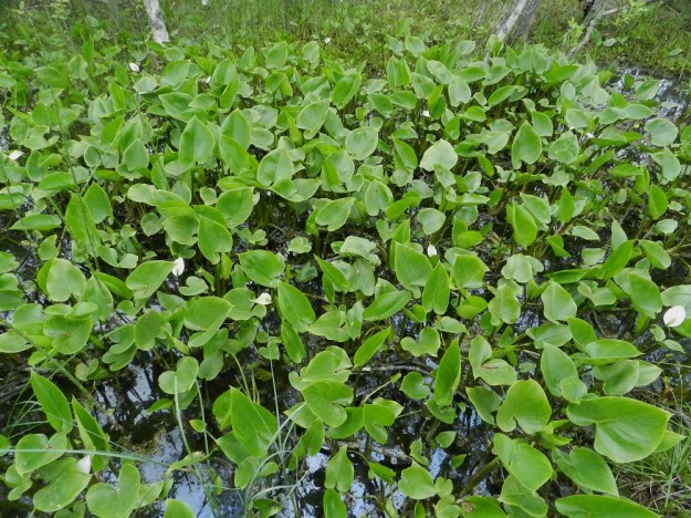 Calla palustris - (suo)vehka voi laajeta tiheäksi kasvustoksi, joka lopulta peittää koko kasvualansa. EH, Hämeenlinna, Luolaja, Hattelmalanjärven luoteisrannan pitkä suokiila, järveen vievä vesioja, luonnonsuojelualue, 31.5.2012. Copyright Hannu Kämäräinen.