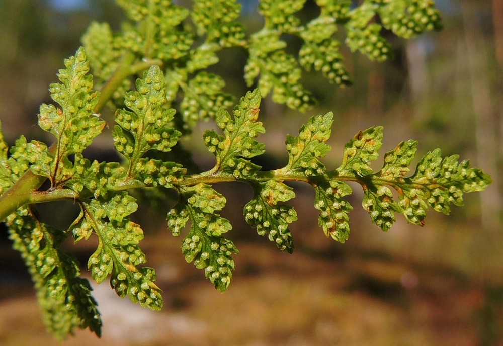 Cystopteris fragilis subsp. fragilis - haurasloikko subsp. kalliohaurasloikko. Haurasloikon itiöpesäkeryhmät ovat lavan alapinnalla, pikkulehdyköiden laitahampaissa ja -liuskoissa. Ne ovat pyöreät ja niitä suojaa huppumainen ja vaalean kalvomainen katesuomu. Alkuvaiheessa itiöpesäkeryhmät ovat vaaleanvihertävät. V, Salo, Särkisalo, Förby, merenrantaan ja venesatamaan päättyvän maantien 1823 länsipää, maantien pohjoispuolelta nouseva kalkkikallioalue, luonnonsuojelualue, 11.7.2014. Copyright Hannu Kämäräinen.