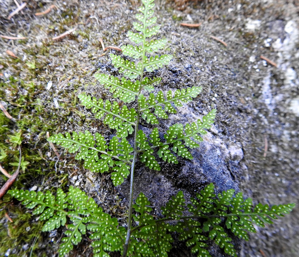 Cystopteris montana - vuoriloikon lehtilavan sivulehdykät ovat päärangalla vastakkain tai kuvan tavoin vuoroittain. Lehden alapinnalla olevat itiöpesäkeryhmät ovat ennen kypsymistään hyvin vaaleat. Ks, Salla, Hautajärvi, Urriaapa, Vasajängänojan kalliorinnealue, 10.7.2019. Copyright Hannu Kämäräinen.