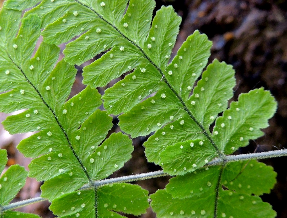 Gymnocarpium continentale - idänimarteen lehdyköiden alapintakin on tiheähkösti nystykarvainen. Itiöpesäkeryhmät ovat rivissä pikkulehdyköiden sivuliuskojen ja lavan kärkiosan sivuliuskojen laidoilla. Pikkulehdyköiden sivuliuskat ovat lehdykän tyviosassa yleensä tasasoukan pitkulaiset ja laidoiltaan sekä päästään ehyehköt tai hampaiset. Ks, Kuusamo, Juuma, Lammasvuoma, rotkolaakson seinämärinne hieman Oulangan kansallispuiston luoteispuolella, 13.7.2015. Copyright Hannu Kämäräinen.