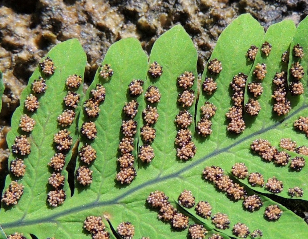 Gymnocarpium dryopteris - metsäimarteen Itiöpesäkeryhmät sijaitsevat lehtilavan alapinnalla, tiheässä rivissä pikkulehdyköiden sivuliuskojen ja lavan kärkiosan sivuliuskojen laidoilla. Ne ovat pyöreät, katesuomuttomat ja läpimitaltaan enintään noin 1 mm. Itiöpesäkkeet muuttuvat kypsyessään ruskeiksi. Myös itiöpöly on ruskeaa. EH, Hämeenlinna, Loimalahti, Hirsimäki, omakotialueen ja maakaasulinjan välinen, kuusivaltainen metsä, 22.7.2014. Copyright Hannu Kämäräinen.