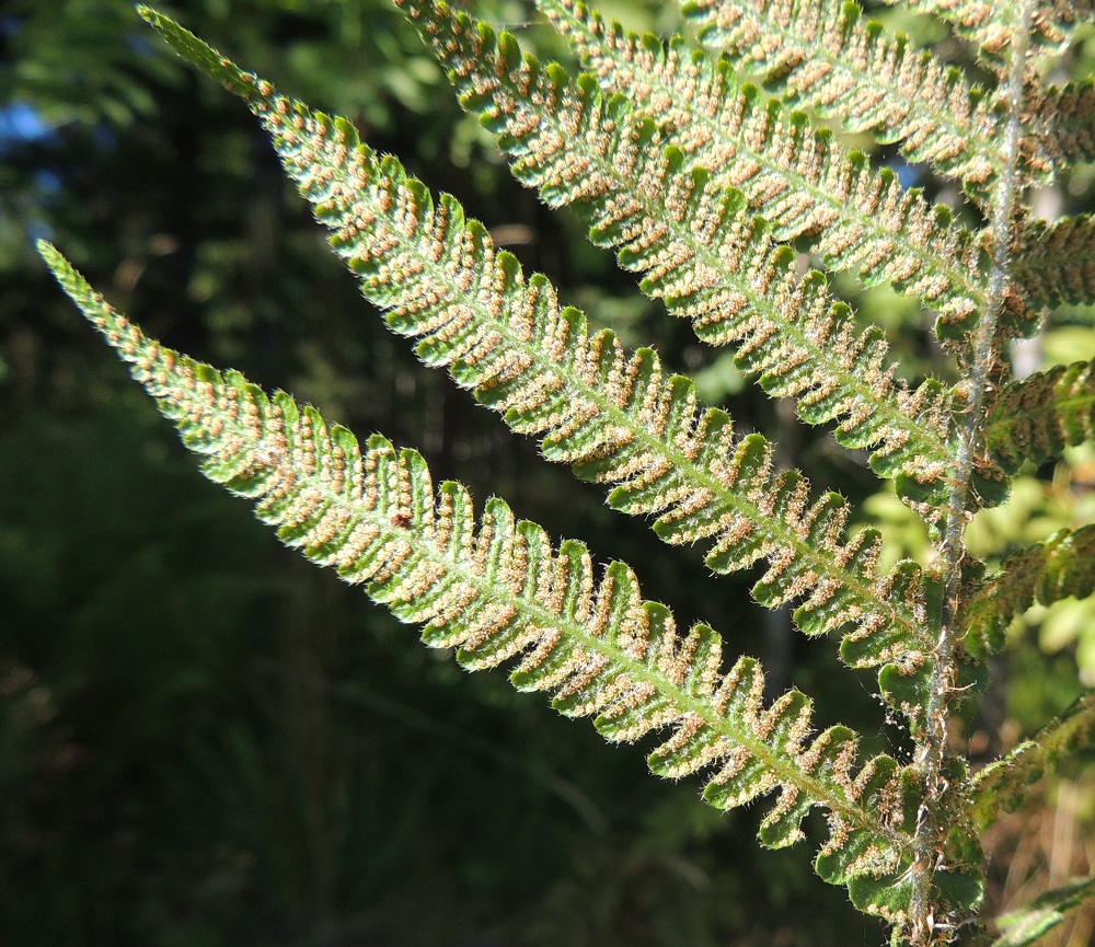 Phegopteris connectilis - korpi-imarteen itiöpesäkeryhmät ovat tiheinä riveinä sivulehdyköiden liuskojen laidoilla. EH, Hämeenlinna, Loimalahti, Hirsimäki, omakotialueen ja maakaasulinjan välinen, kuusivaltainen metsä, 23.8.2015. Copyright Hannu Kämäräinen.