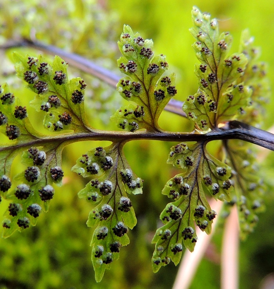 Cystopteris fragilis subsp. fragilis - haurasloikko subsp. kalliohaurasloikko. Haurasloikon itiöpesäkeryhmät ovat kypsyessään läpimitaltaan enintään noin 1 mm. Ne muuttuvat tummanruskeiksi ja katesuomu kääntyy ensin taakse ja karisee myöhemmin. Itiöpöly on tummanruskeaa. Haurasloikon alalajeja ei voi erottaa toisistaan myöskään itiöpesäkeryhmien avulla. Varmaan määritykseen tarvitaan itiöiden mikroskooppitason suurennosta. ES, Lappeenranta, Mäntylä, Mäntylänmäen luonnonsuojelualue Vaalimaantien ja Mattilantien kulmauksessa, kalkkilouhoksen lähistöllä, 8.7.2015. Copyright Hannu Kämäräinen.
