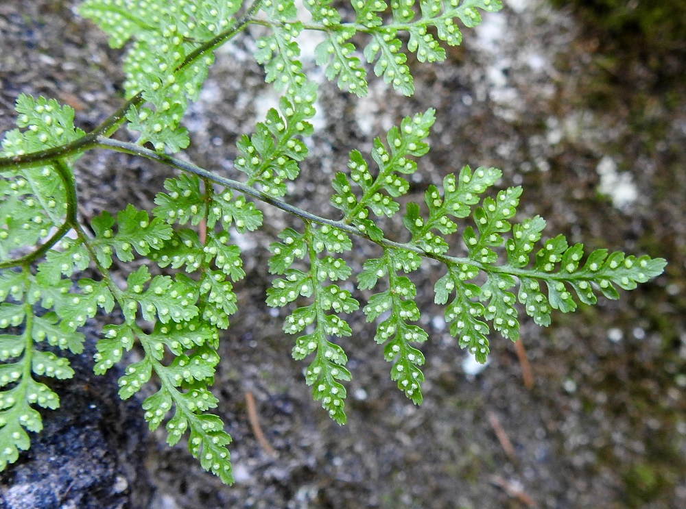 Cystopteris montana - vuoriloikon katesuomulliset itiöpesäkeryhmät sijaitsevat uloimpien liuskojen ja hampaiden keskisuonessa. Ks, Salla, Hautajärvi, Urriaapa, Vasajängänojan kalliorinnealue, 10.7.2019. Copyright Hannu Kämäräinen.