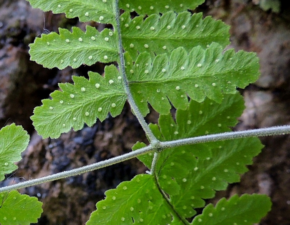Gymnocarpium continentale - idänimarteen lehden ja lehdyköiden keskiranka on hyvin tiheästi nystykarvainen. Lehtien karvoituksen näkyminen vaatii vastavaloa ja hyvää näköä tai suurennosta. Itiöpesäkeryhmät ovat pyöreät, katesuomuttomat ja kypsinä ruskeahkot sekä läpimitaltaan enintään noin 1 mm. Kuvan sisimmäisen pikkulehdykkäparin pienemmän lehdykän suhde isompaan on tasan 4/5. Ks, Kuusamo, Juuma, Lammasvuoma, rotkolaakson seinämärinne hieman Oulangan kansallispuiston luoteispuolella, 13.7.2015. Copyright Hannu Kämäräinen.