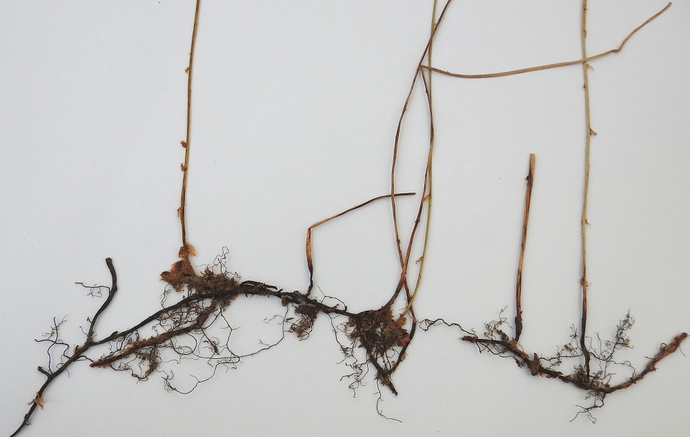 Gymnocarpium dryopteris - metsäimarteen maavarsi on pitkä, hento, juurehtiva ja haarova sekä vaakatasoinen. Se on musta ja nuoremmilta osiltaan ruskeasuomuinen. Lehtiruoti on ohut ja yleensä noin 2-3 kertaa lehtilavan mittainen. Ruodissa, erityisesti sen alaosassa, on harvakseen vaaleanruskeita suomuja. EH, Hämeenlinna, Loimalahti, Kolkanmäki, lounaislaita, harvahko kuusimetsä ulkoilureitin varressa, 11.8.1991. Kuva näytteestä, copyright Hannu Kämäräinen.