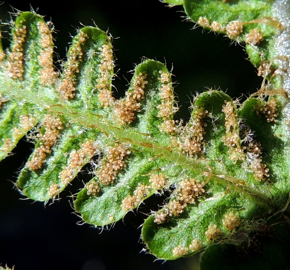 Phegopteris connectilis - korpi-imarteen sivulehdykät ovat molemmin puolin karvaiset ja alapinnan keskiranka on myös kapeasuomuinen. Itiöpesäkeryhmät ovat pyöreät, katesuomuttomat ja läpimitaltaan enintään noin 1 mm. Kypsyessään ne muuttuvat vaaleanruskeiksi. EH, Hämeenlinna, Loimalahti, Hirsimäki, omakotialueen ja maakaasulinjan välinen, kuusivaltainen metsä, 23.8.2015. Copyright Hannu Kämäräinen.