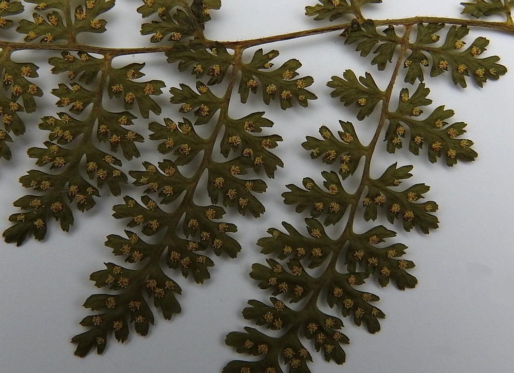 Cystopteris montana - vuoriloikon itiöpesäkeryhmät ovat pyöreät ja kypsyessään läpimitaltaan enintään noin 1 mm. Niitä suojaa huppumainen ja tiheästi nystykarvainen katesuomu, joka itiöpesäkkeiden kypsyessä kääntyy ensin taakse ja karisee myöhemmin. Kuvassa näkyy hiukan nystykarvoja myös sivulehdykän keskirangassa. Ks, Kuusamo, Juuma, Lammasvuoma, rotkolaakson pohjakosteikot n. 100 m Oulangan kansallispuiston luoteispuolella, 13.7.2015. Kuva näytteestä, copyright Hannu Kämäräinen.